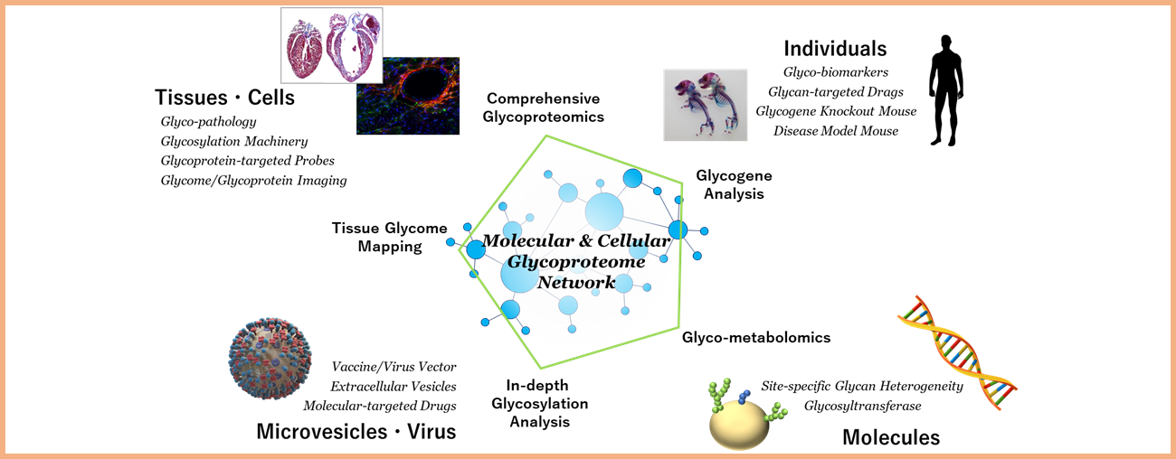 Molecular & Cellular Glycoproteomics Research Group Overview