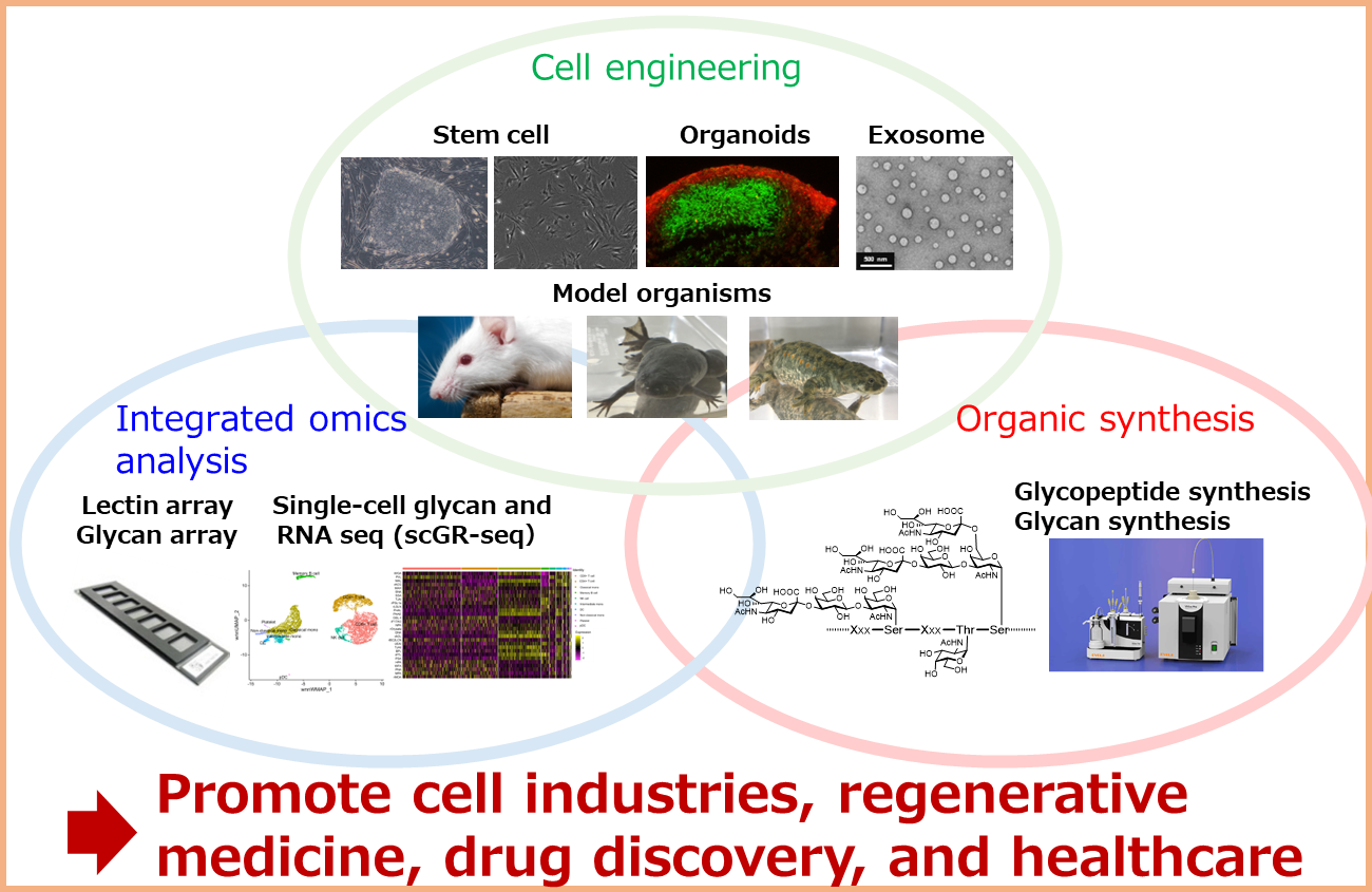 Multicellular System Regulation Research Group Overview