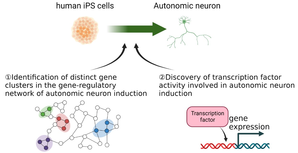Deciphering the Molecular Mechanisms of Autonomic Nervous System Neuron Induction