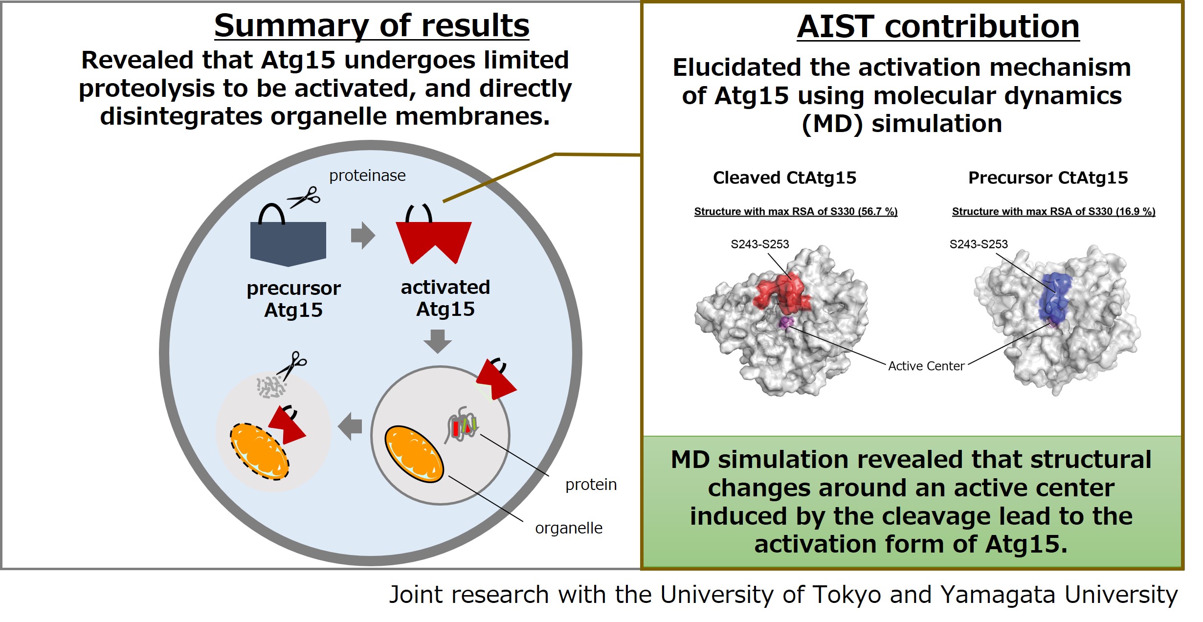 the activation mechanism of lipase Atg15