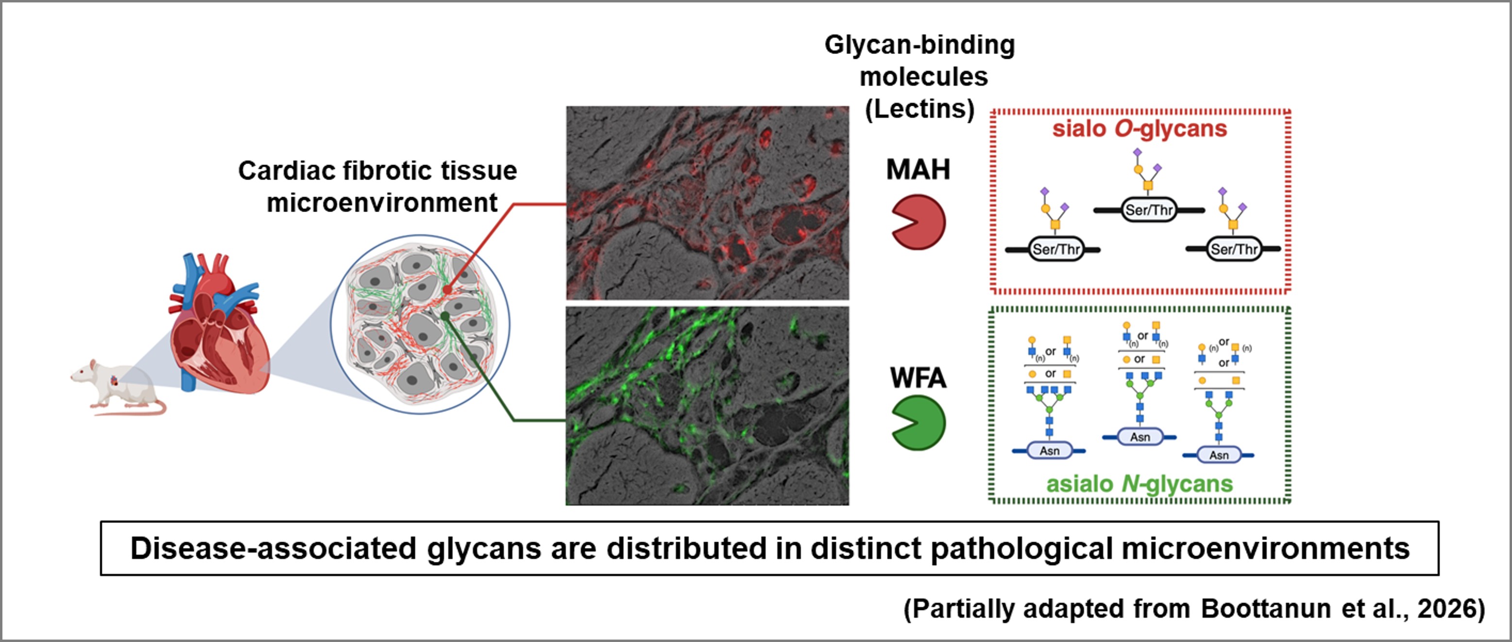 Spatial distribution of glycans in cardiac fibrotic tissue