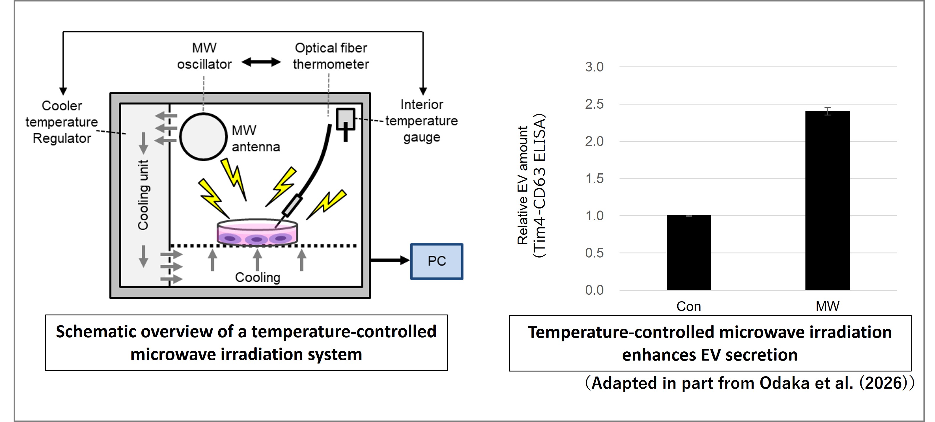 Effects of temperature-controlled microwave (MW) irradiation on EV secretion