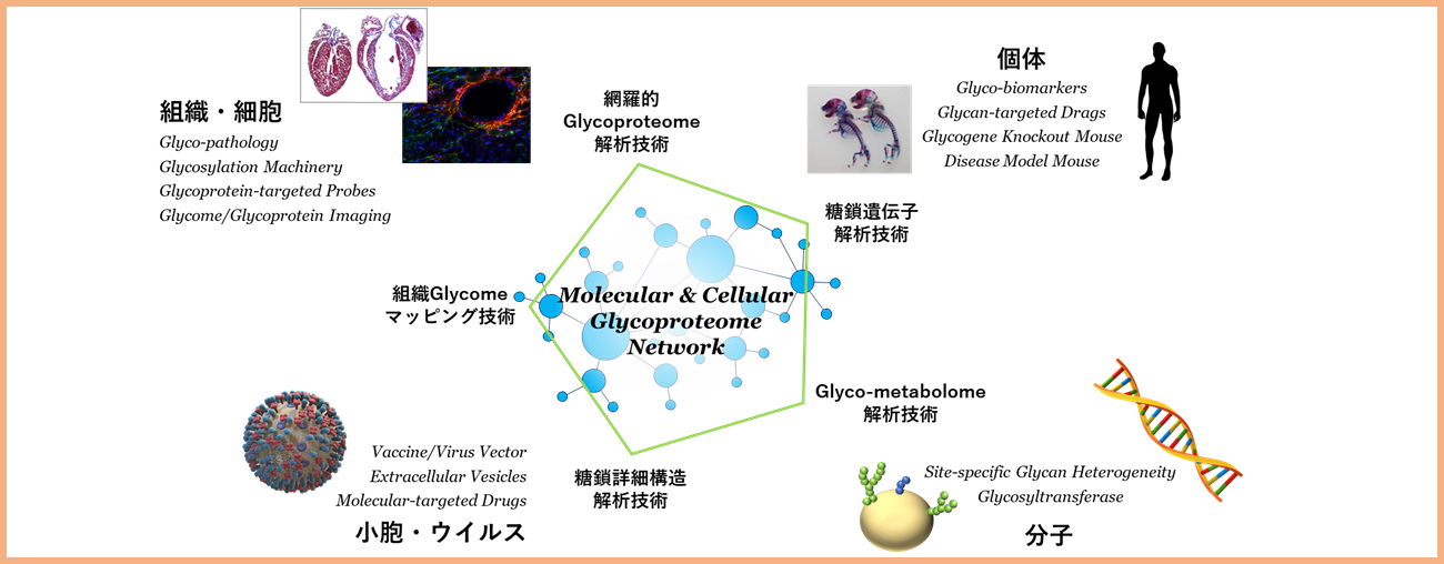 分子細胞マルチオミクス研究グループ紹介