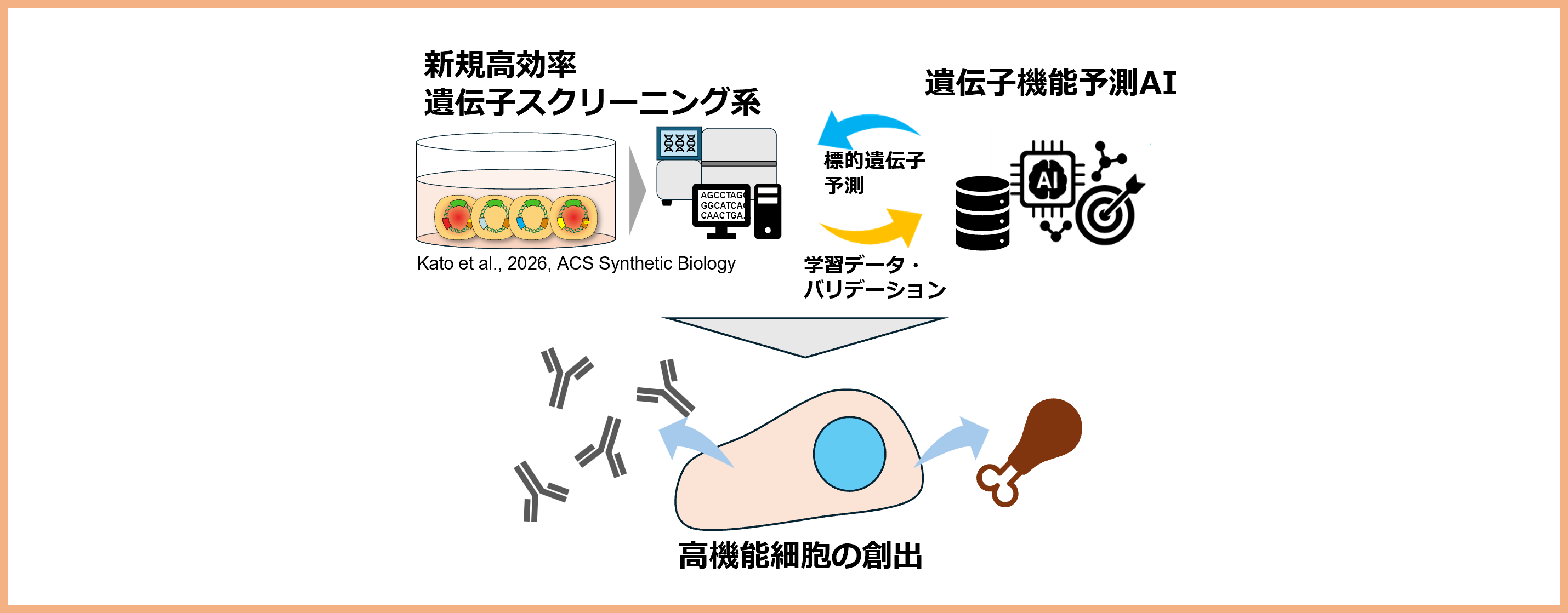 細胞機能デザイン研究グループ6