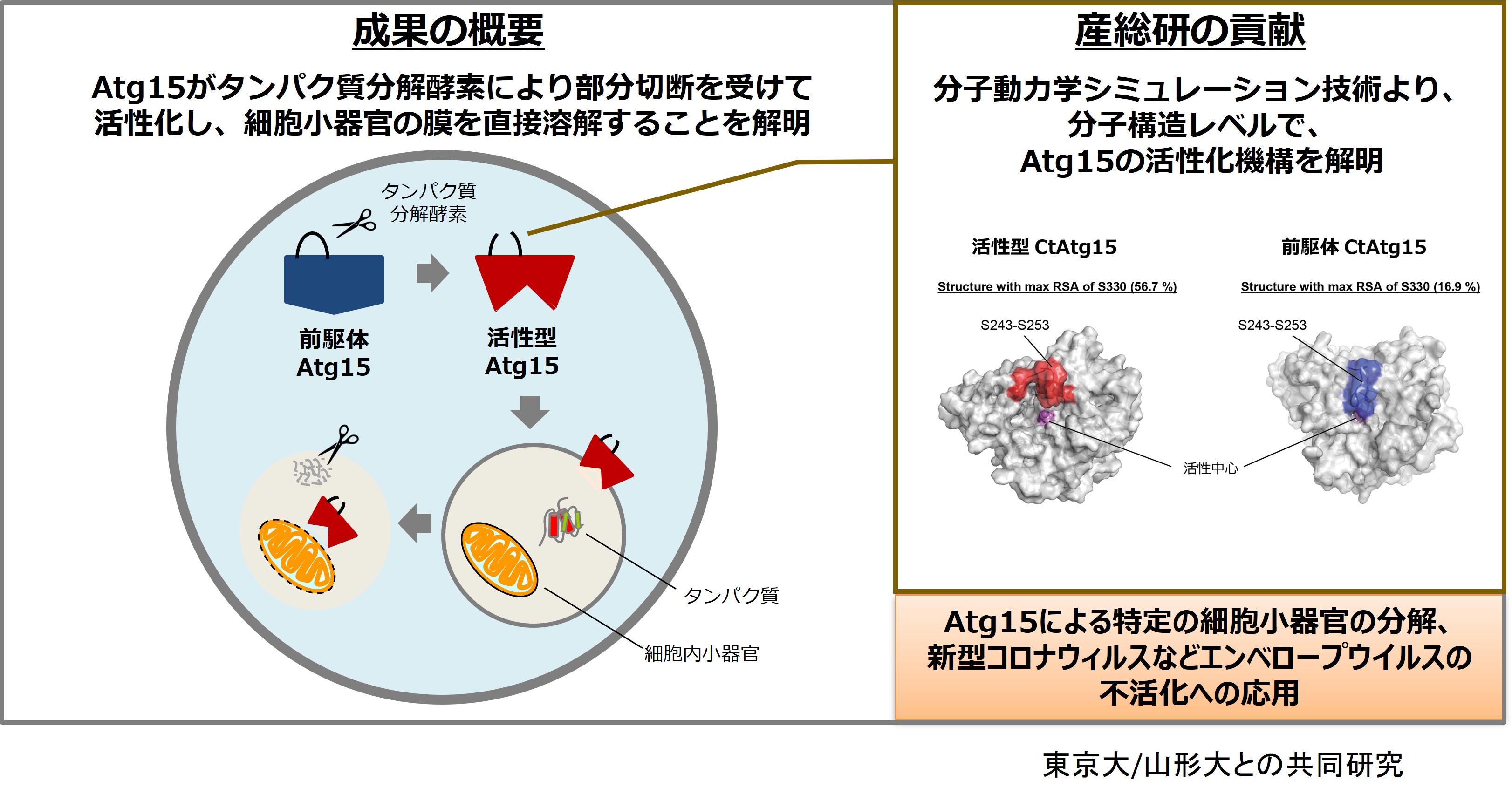 酵素Atg15リパーゼの活性化機構