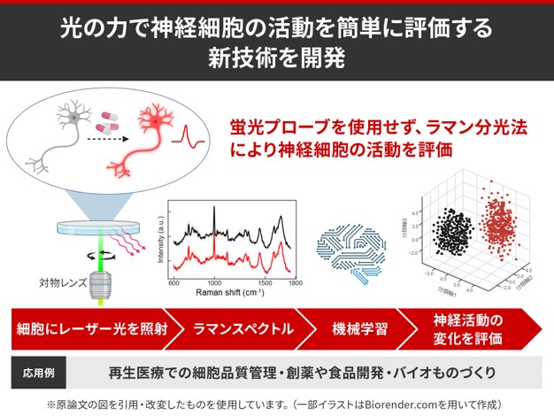 光の力で神経細胞の活動を簡単に評価する新技術を開発