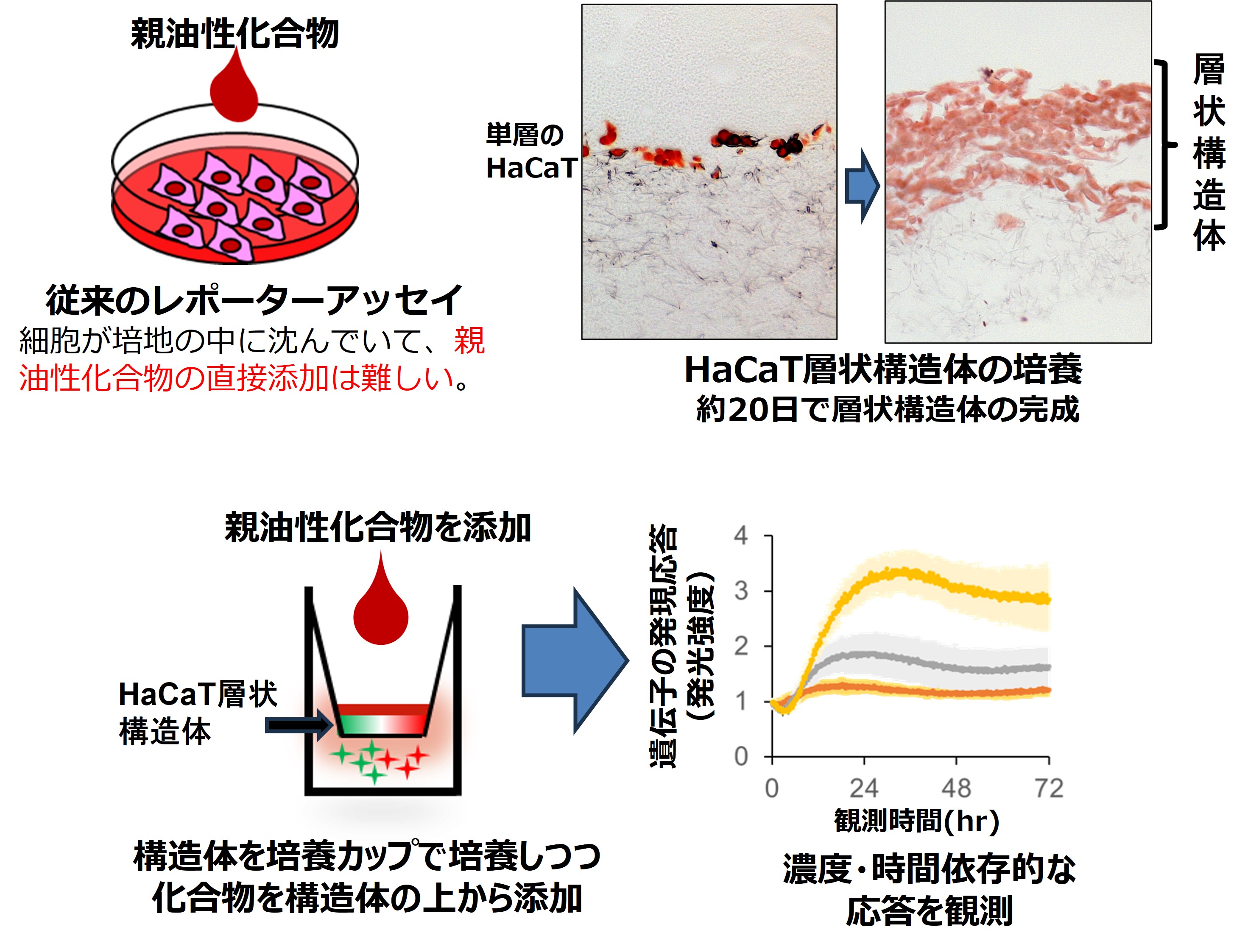 皮膚の炎症を評価できる表皮細胞の３次元構造体を開発