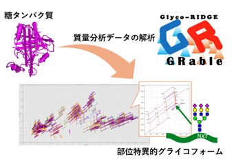 タンパク質の糖鎖修飾を「見える化」するソフトウエア「GRable Version 1.0」