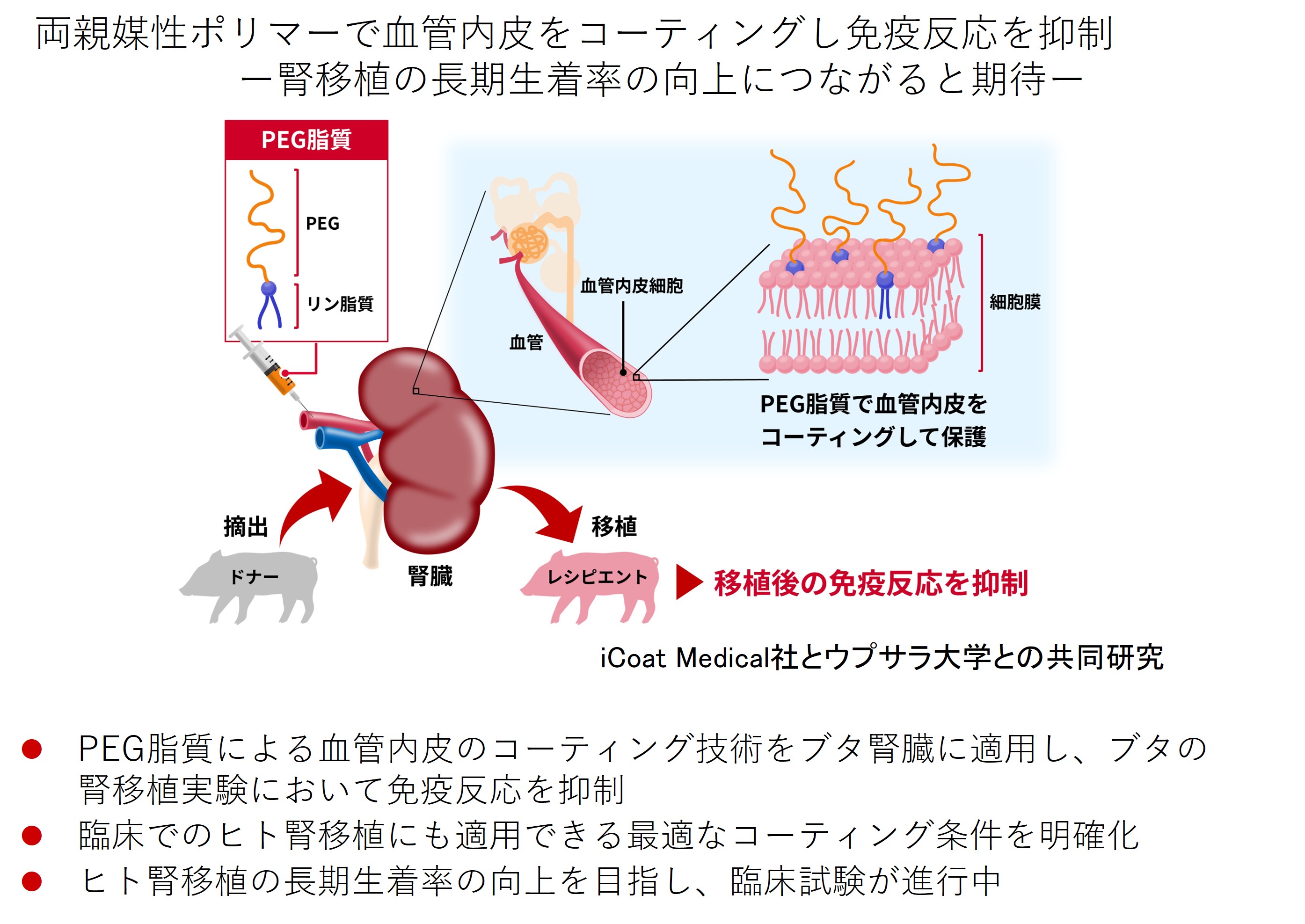 両親媒性ポリマーで血管内皮をコーティングし免疫反応を抑制