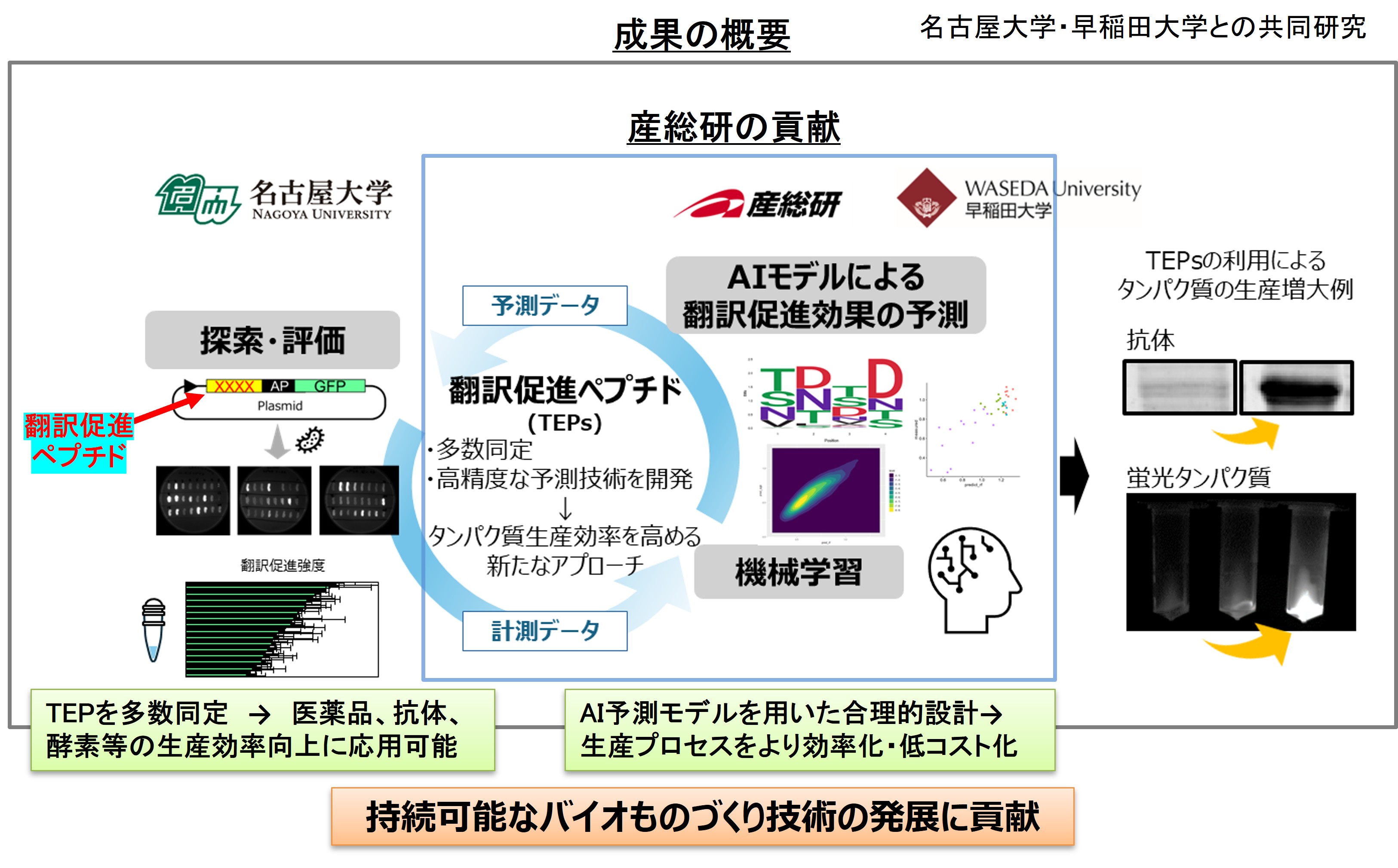 微生物によるタンパク質生産効率向上の新技術を開発