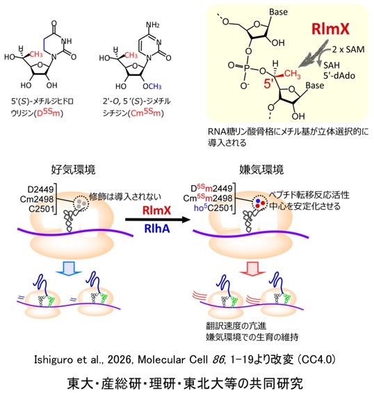 >RNA糖リン酸骨格にメチル基が立体選択的に導入される