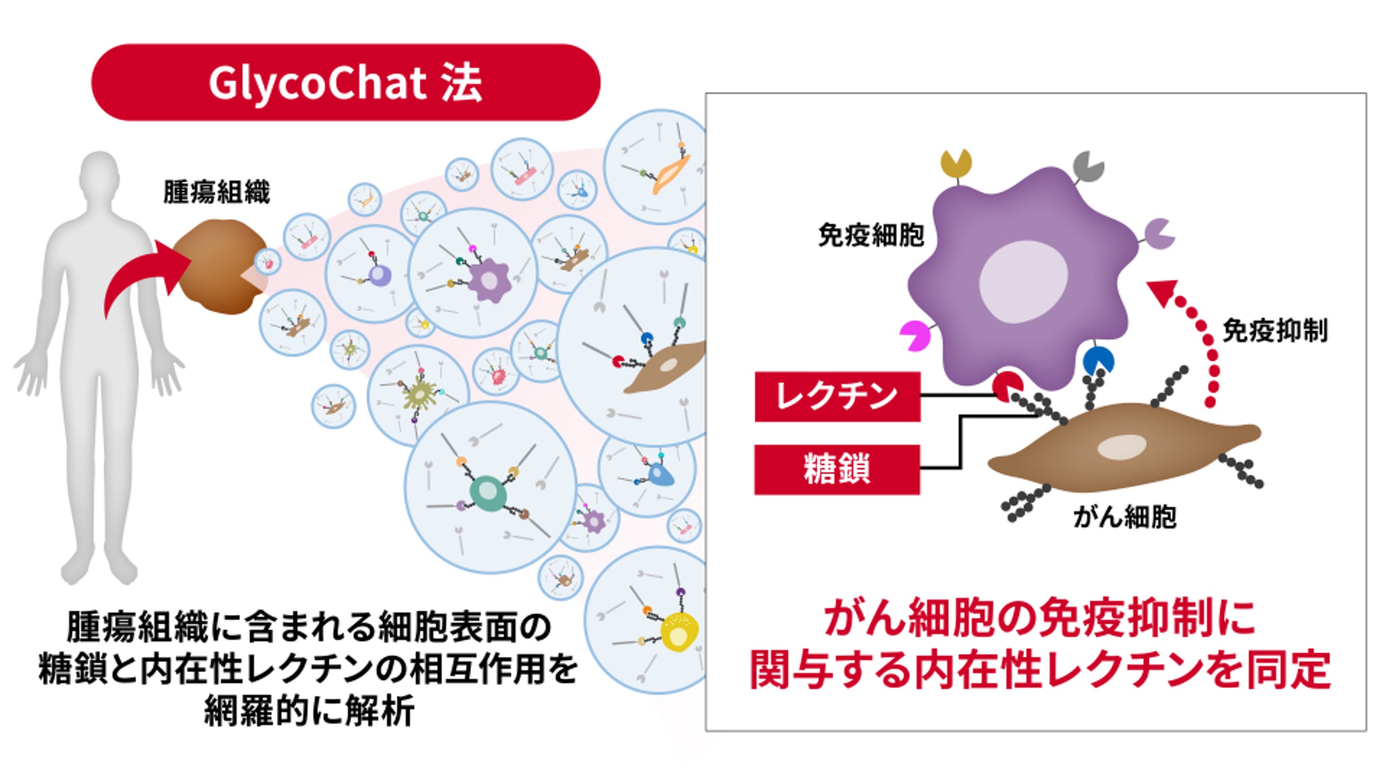 >糖鎖免疫チェックポイント分子の新規探索技術を開発