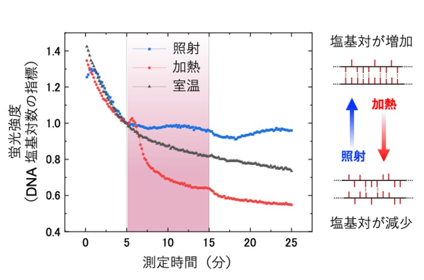 サブテラヘルツ波照射によるDNA塩基対形成の促進