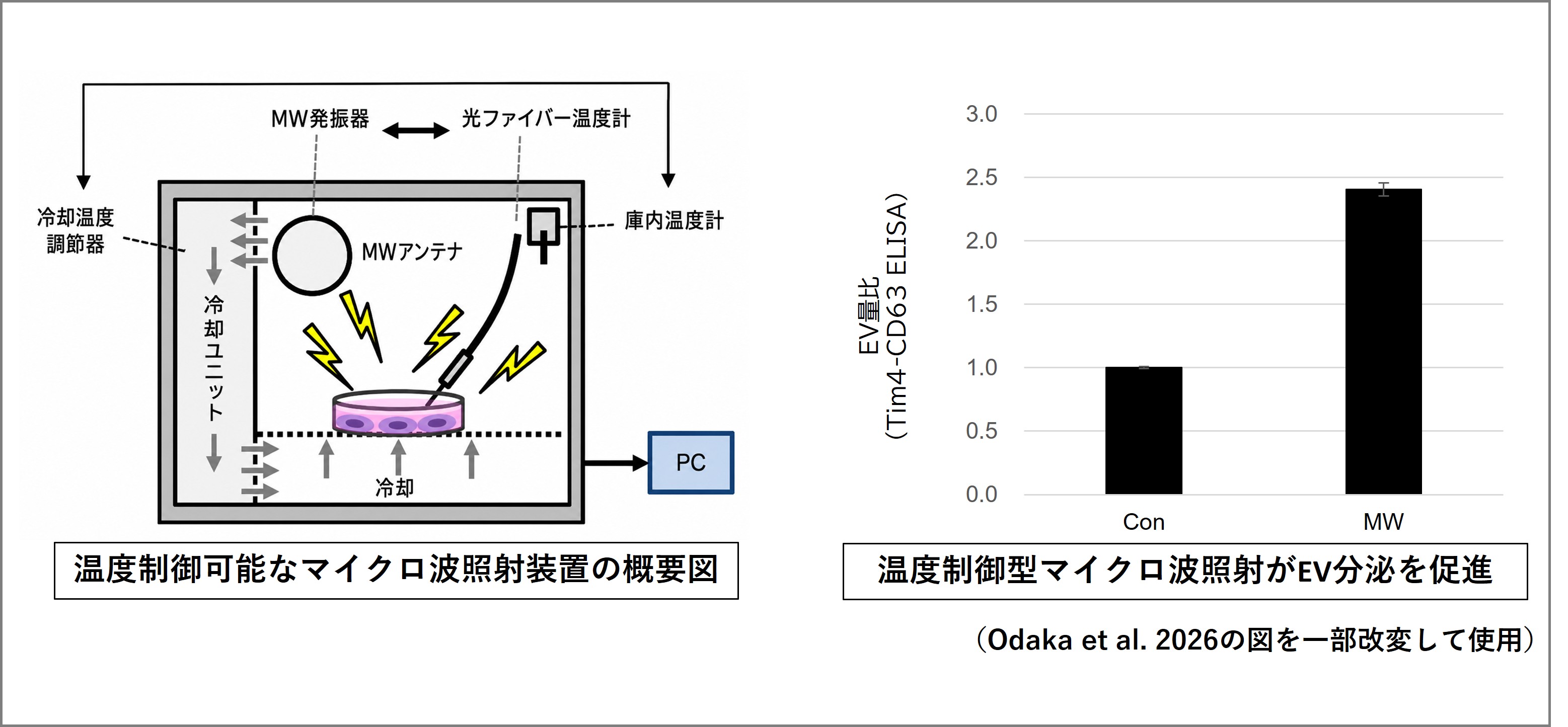 >温度制御型マイクロ波(MW)照射のEV分泌への影響