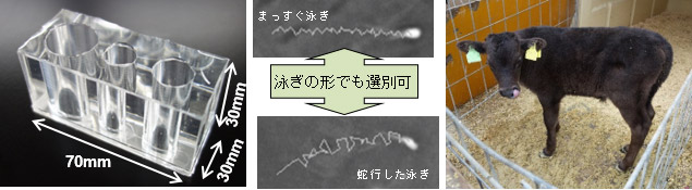 開発した運動性精子選別器具(左)、本器具で選別した運動形態の異なる精子(中央上下)、本器具で捕集した精子により人工授精し、誕生した子牛第一号(右)の写真