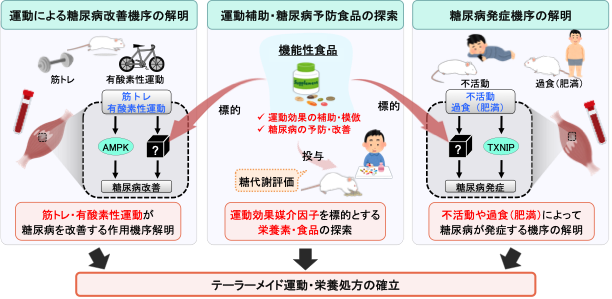 研究紹介図