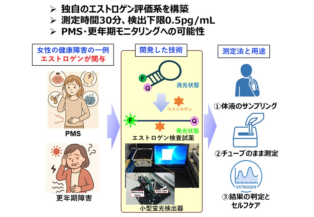 女性ホルモンを簡便かつ高感度に検出するための検査システムの開発　　　　　　　　　　　　　　　　　　　　　　の図