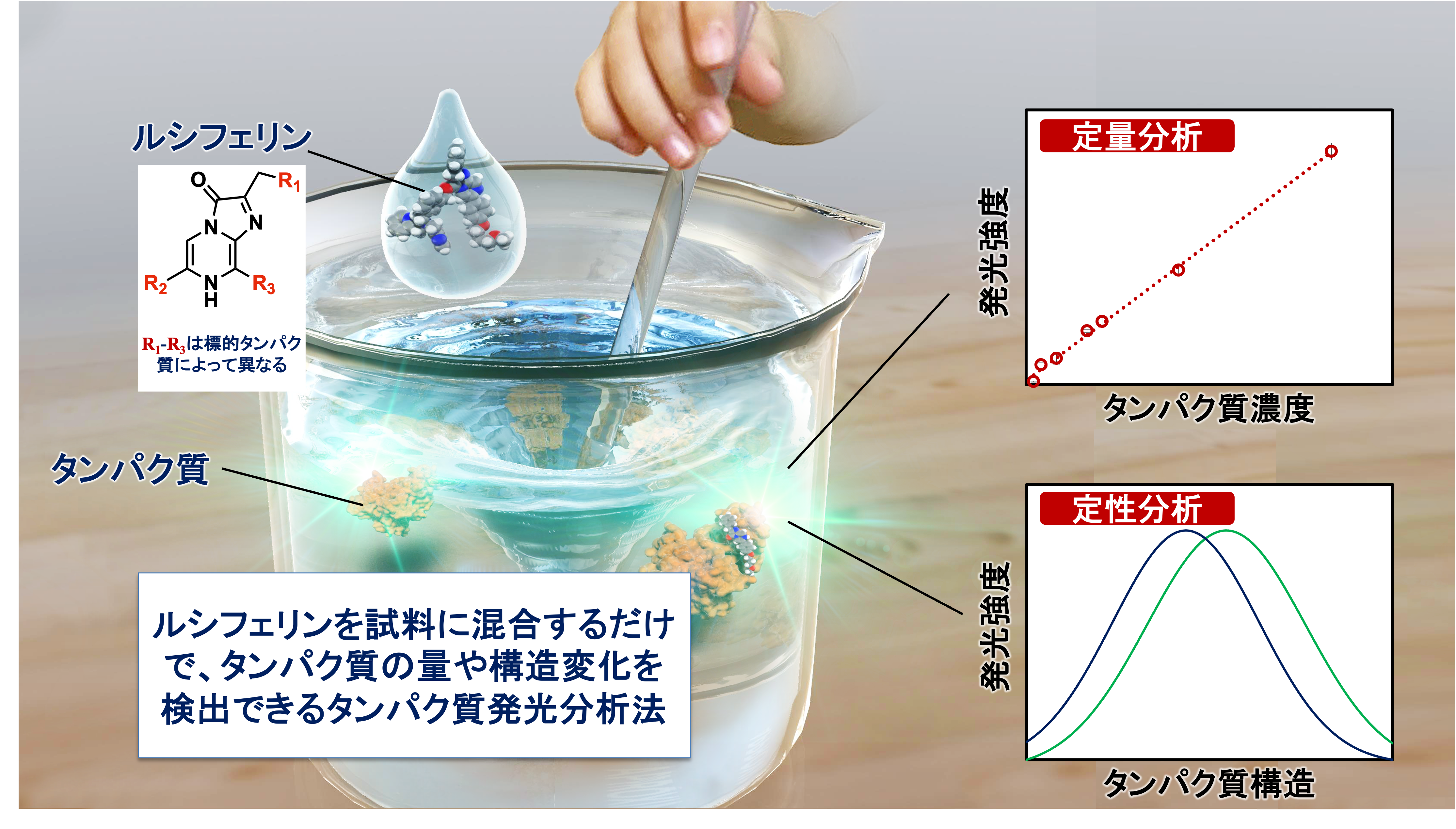 潜在的発光酵素機能を利用したタンパク質分析技術の開発の図