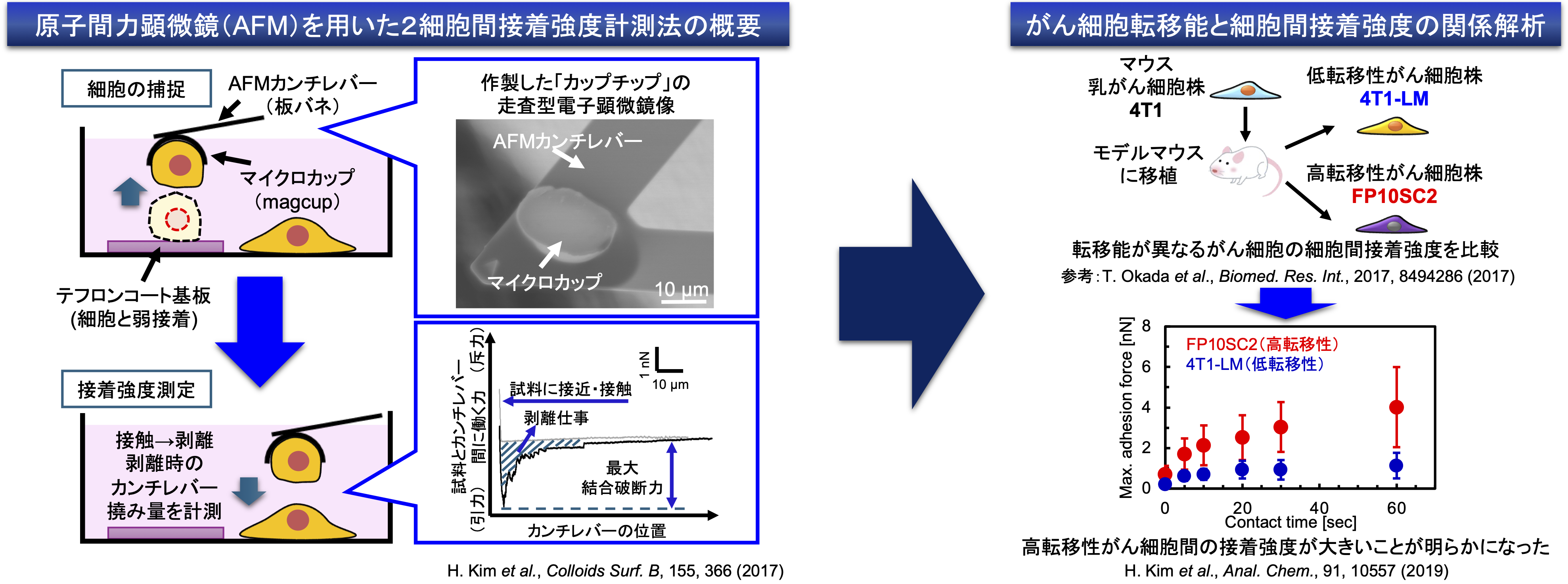 様々な細胞の接着力の定量的評価の図