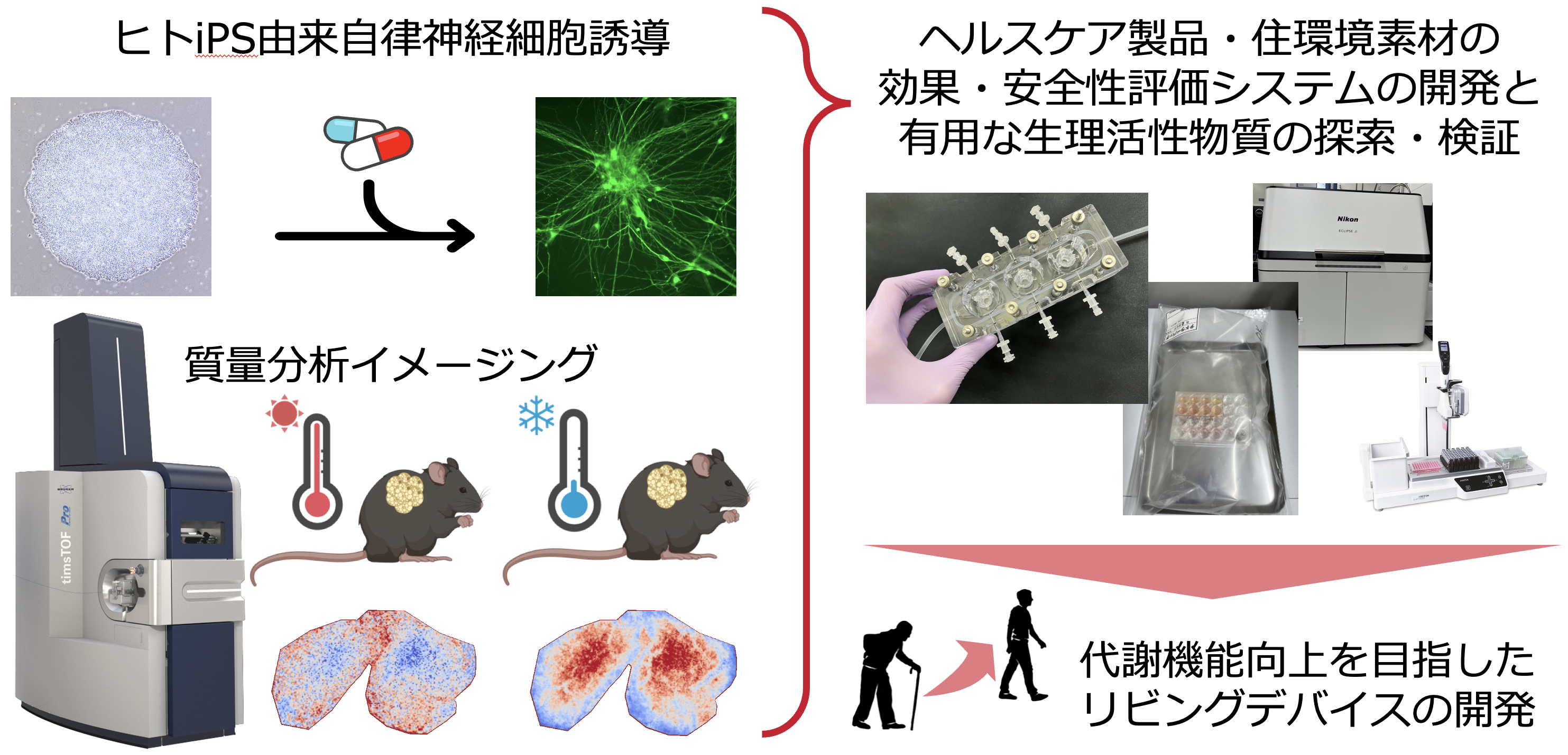 研究紹介図