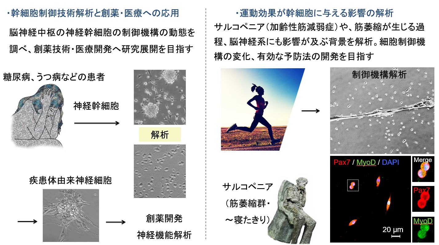 研究紹介図