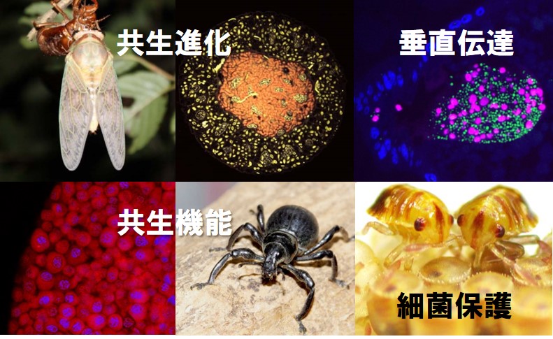 研究紹介図