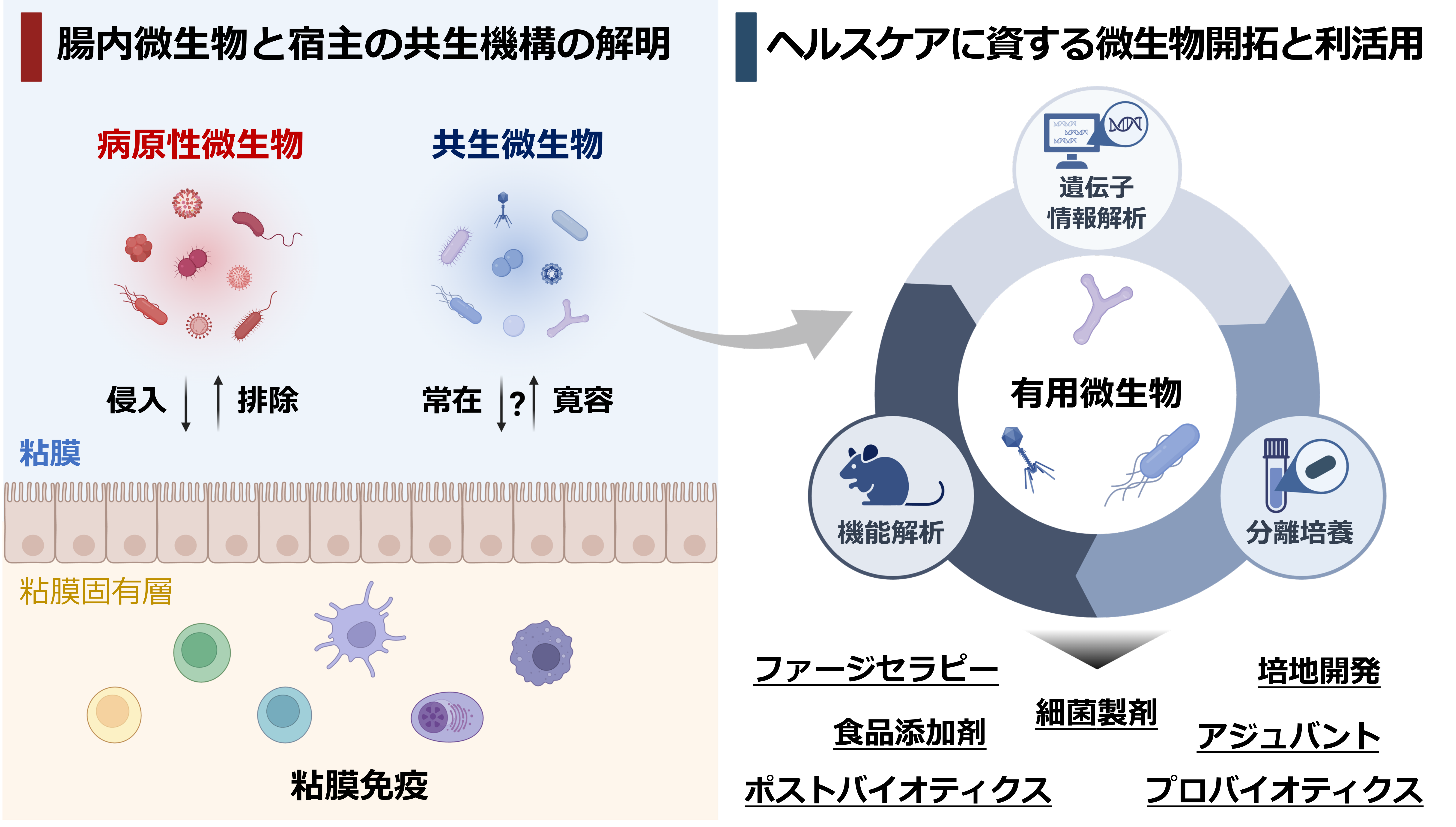 研究紹介図
