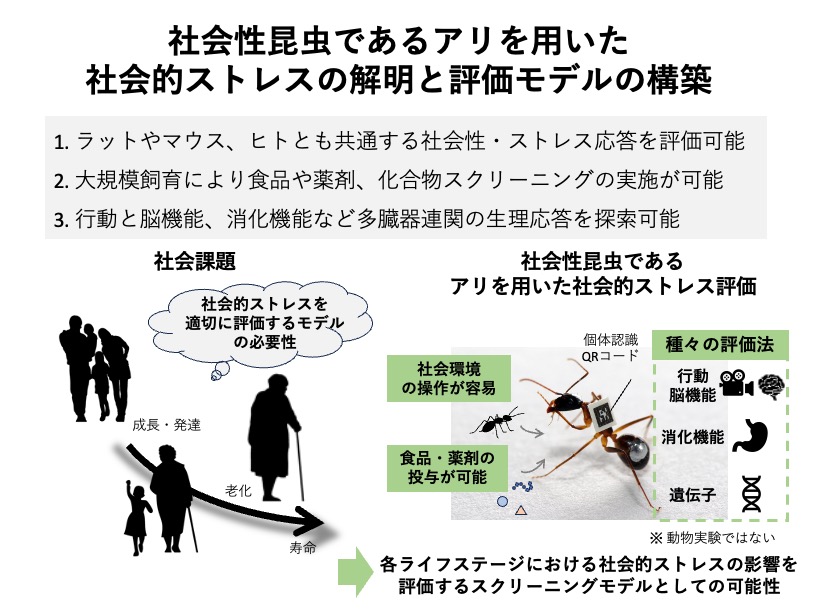 昆虫を使った社会的ストレス研究モデルの構築の図