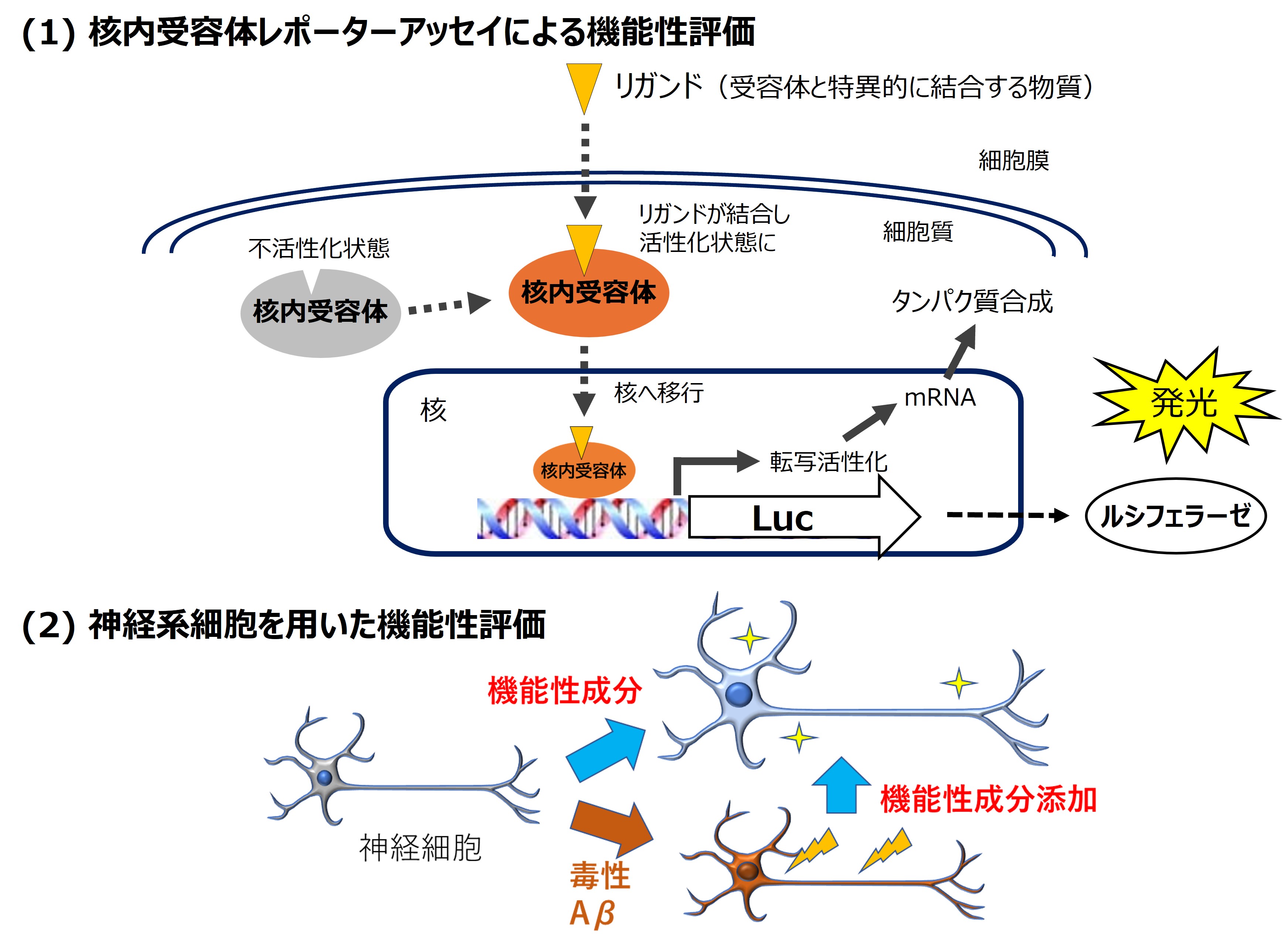 研究紹介図