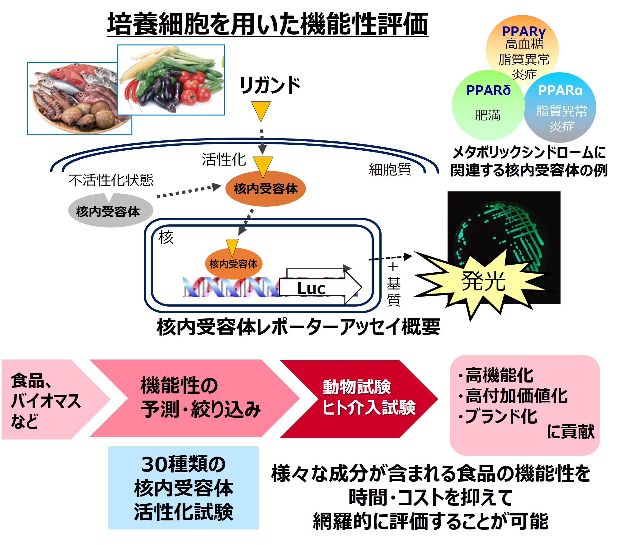 核内受容体の活性を指標とした機能性素材の評価技術の図