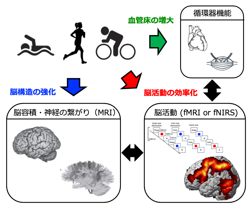 研究紹介図