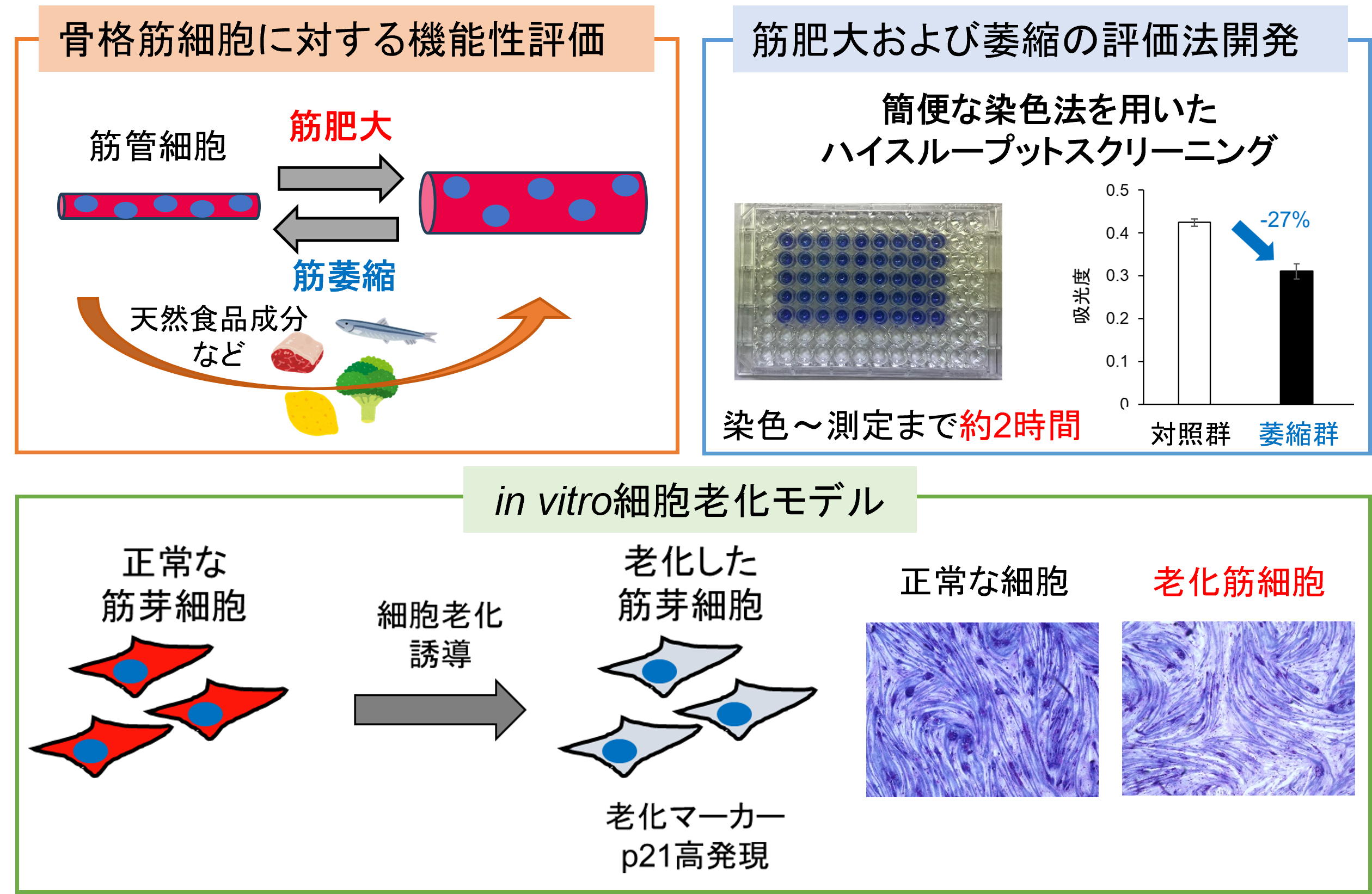 研究紹介図