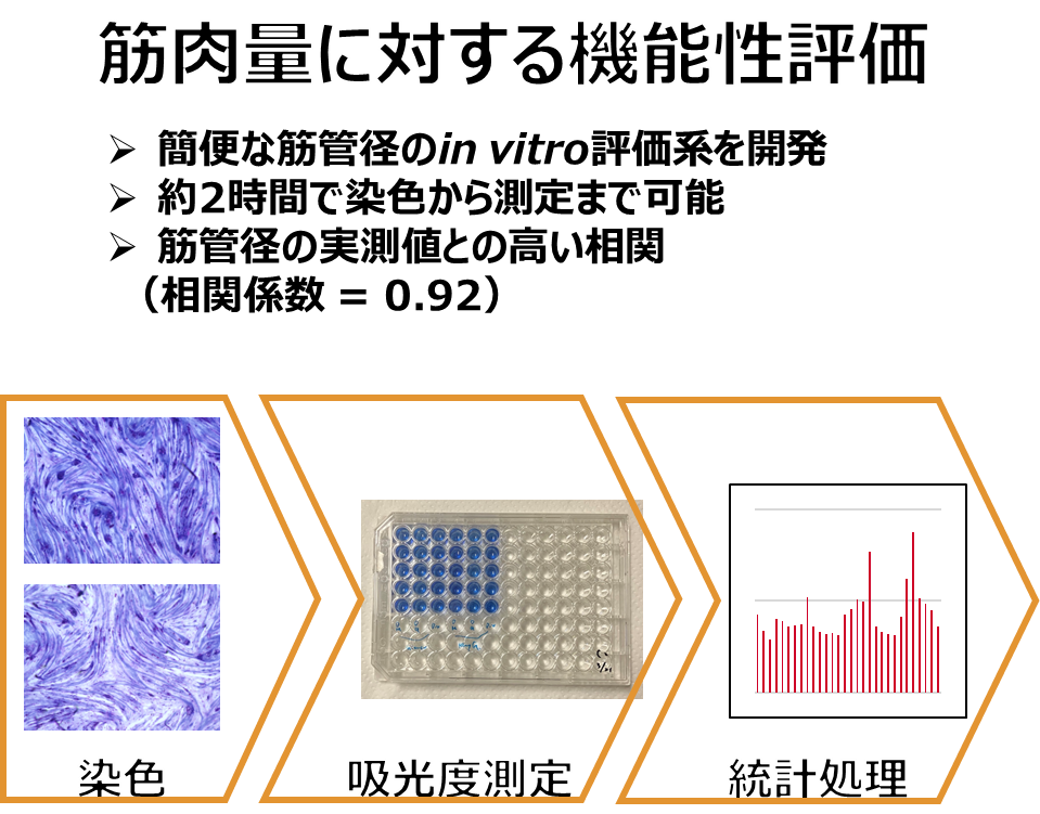 筋肉量を調節する成分探索に資する簡便な評価系の図