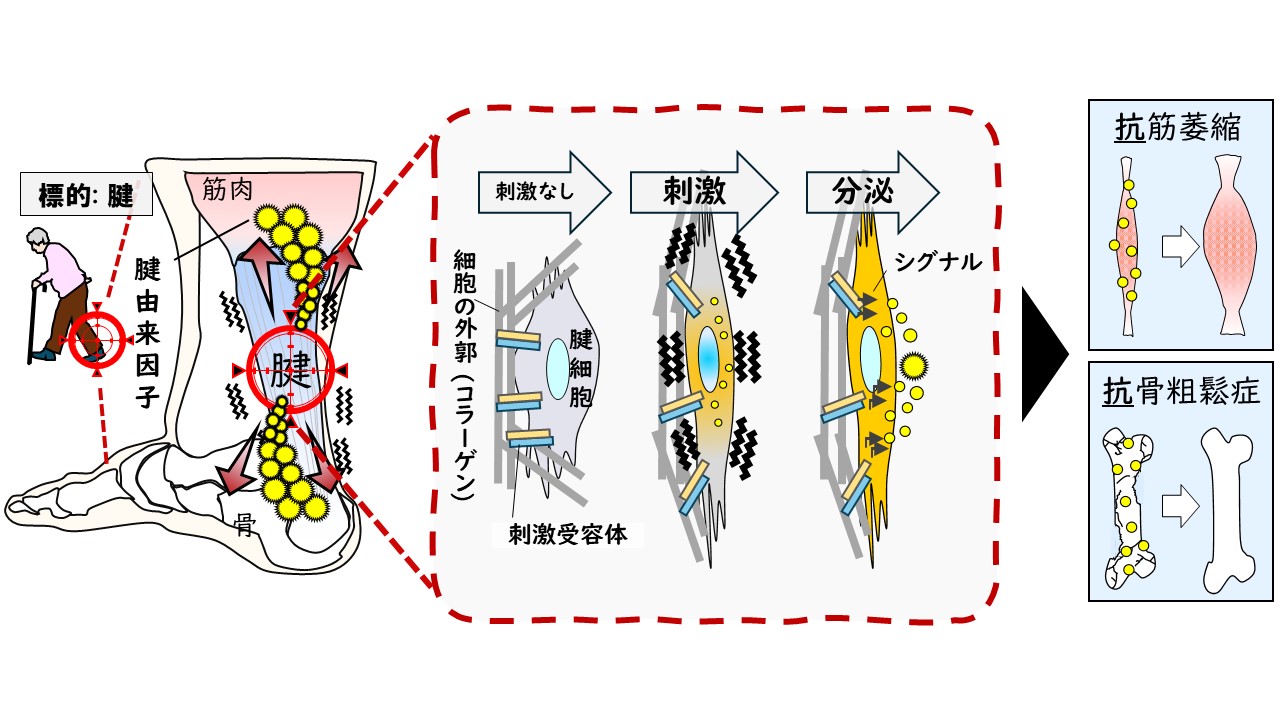 研究紹介図