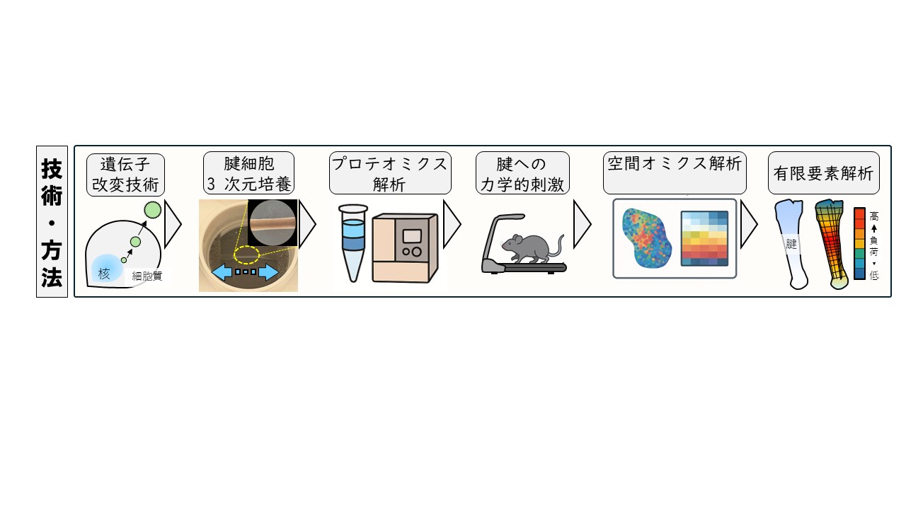 運動器連関に基づいた抗運動器疾患技術開発　　　　　　　　　　　　　　　　　　　　　　の図