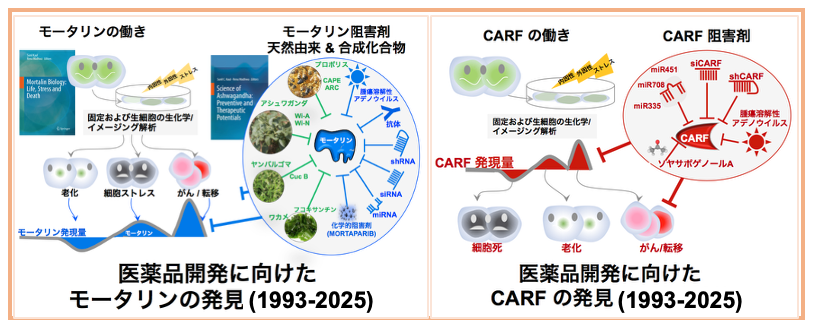 ストレス、老化、加齢に伴う疾患への介入技術の図