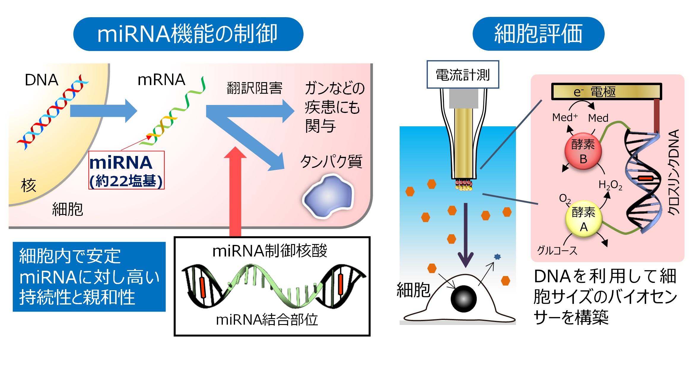 研究紹介図