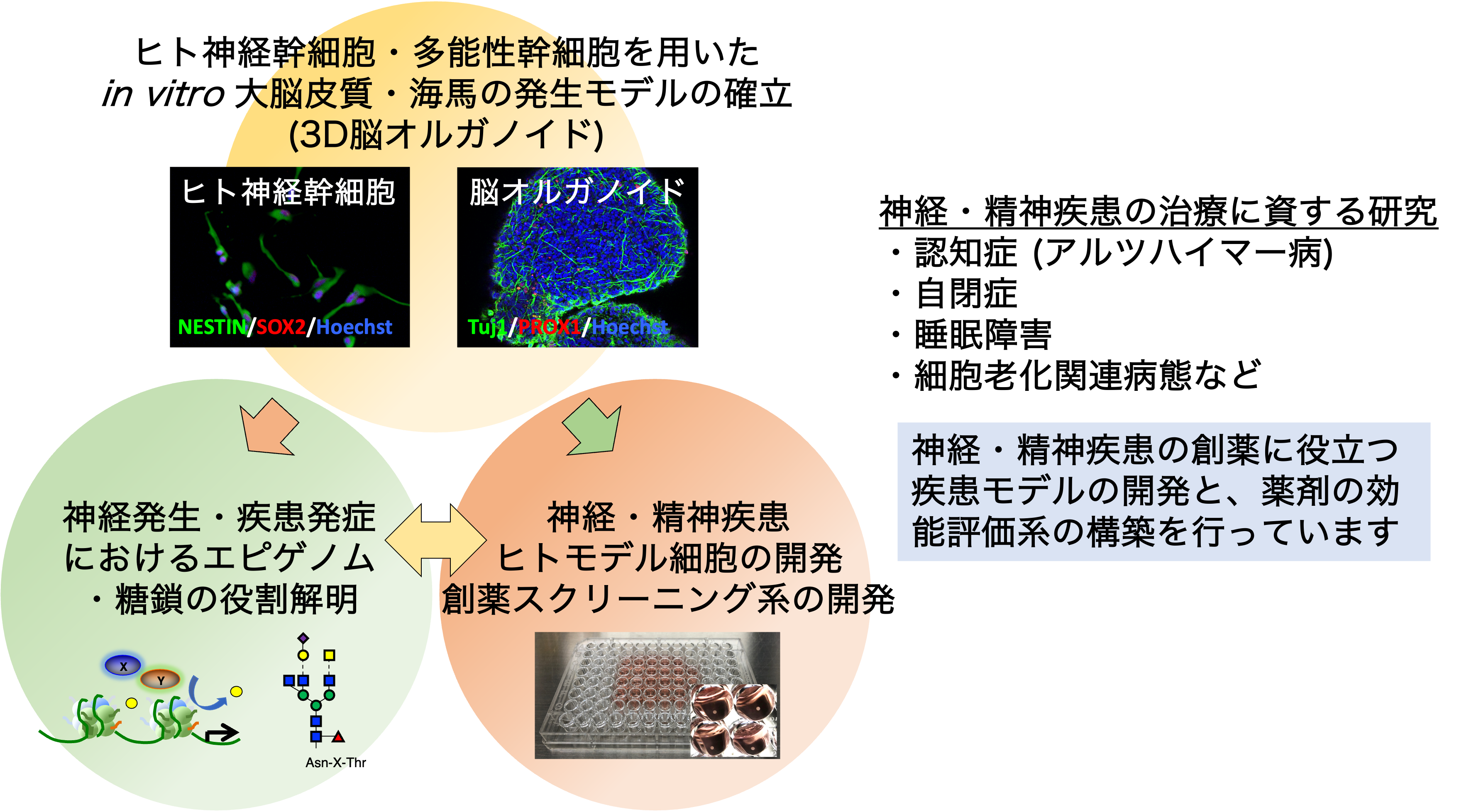 研究紹介図