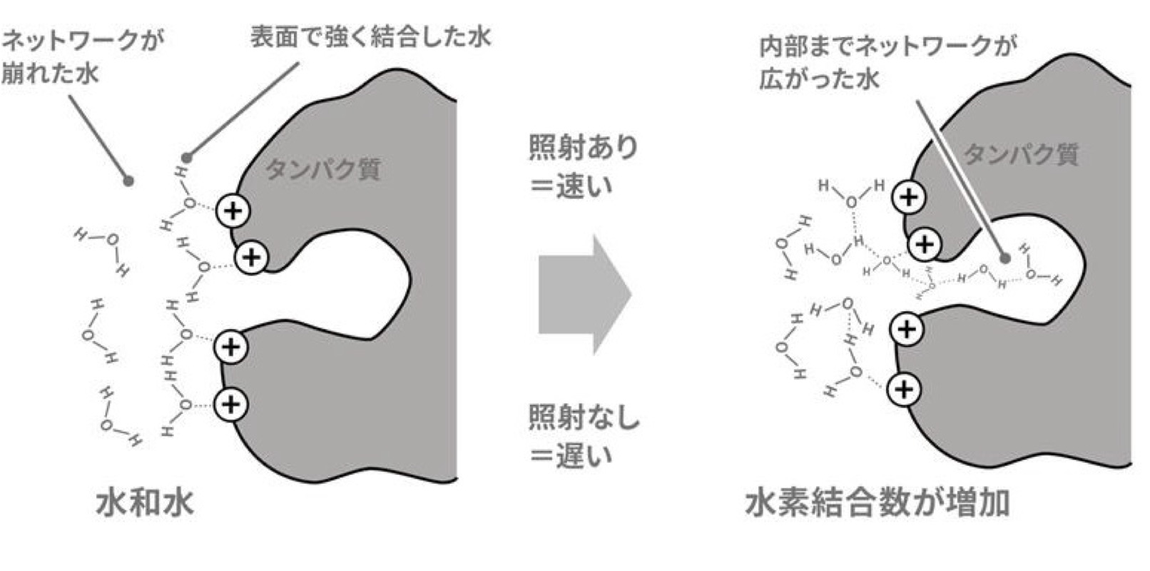 研究紹介図