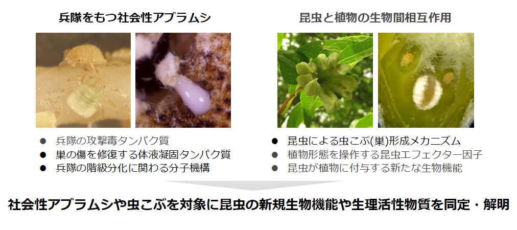 研究紹介図