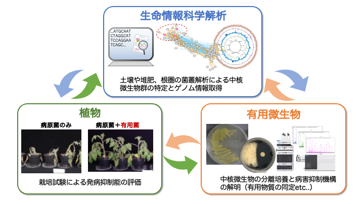研究紹介図