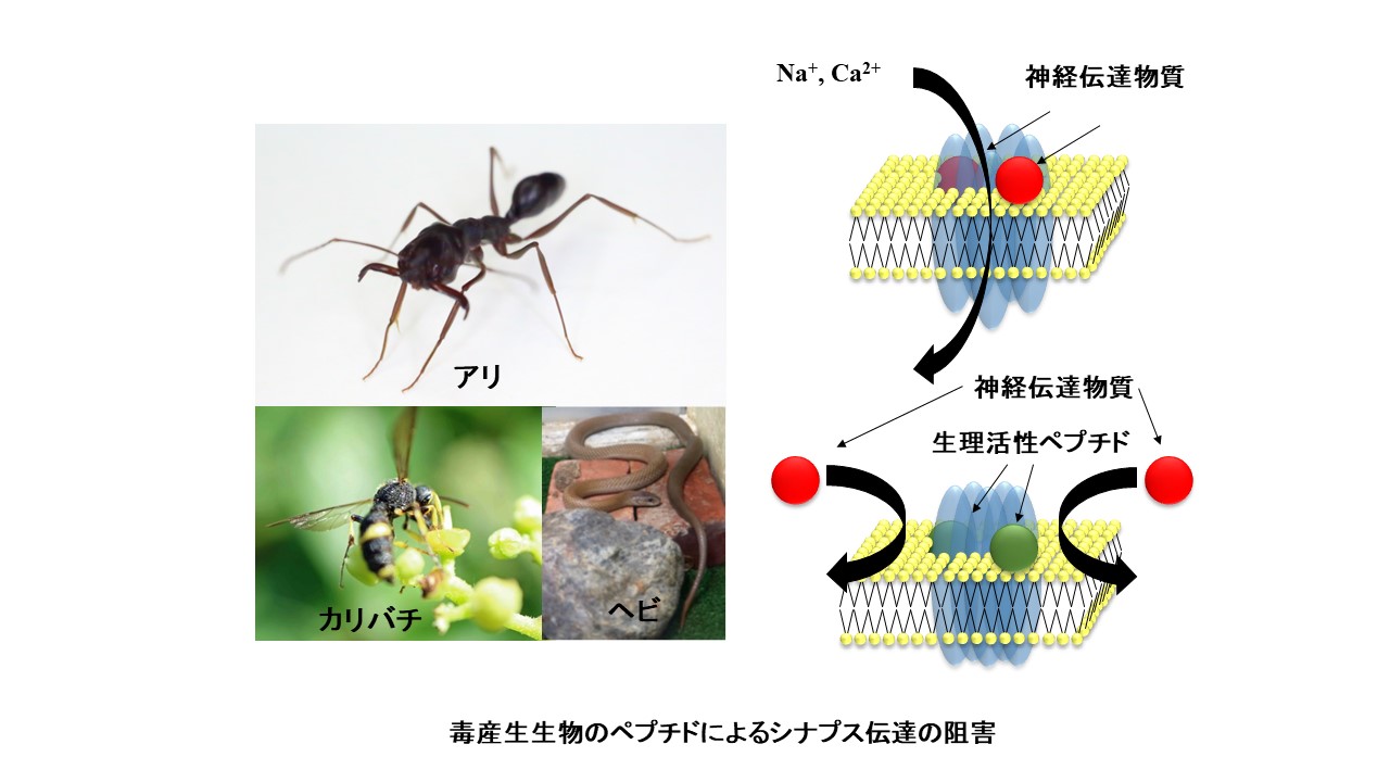 研究紹介図