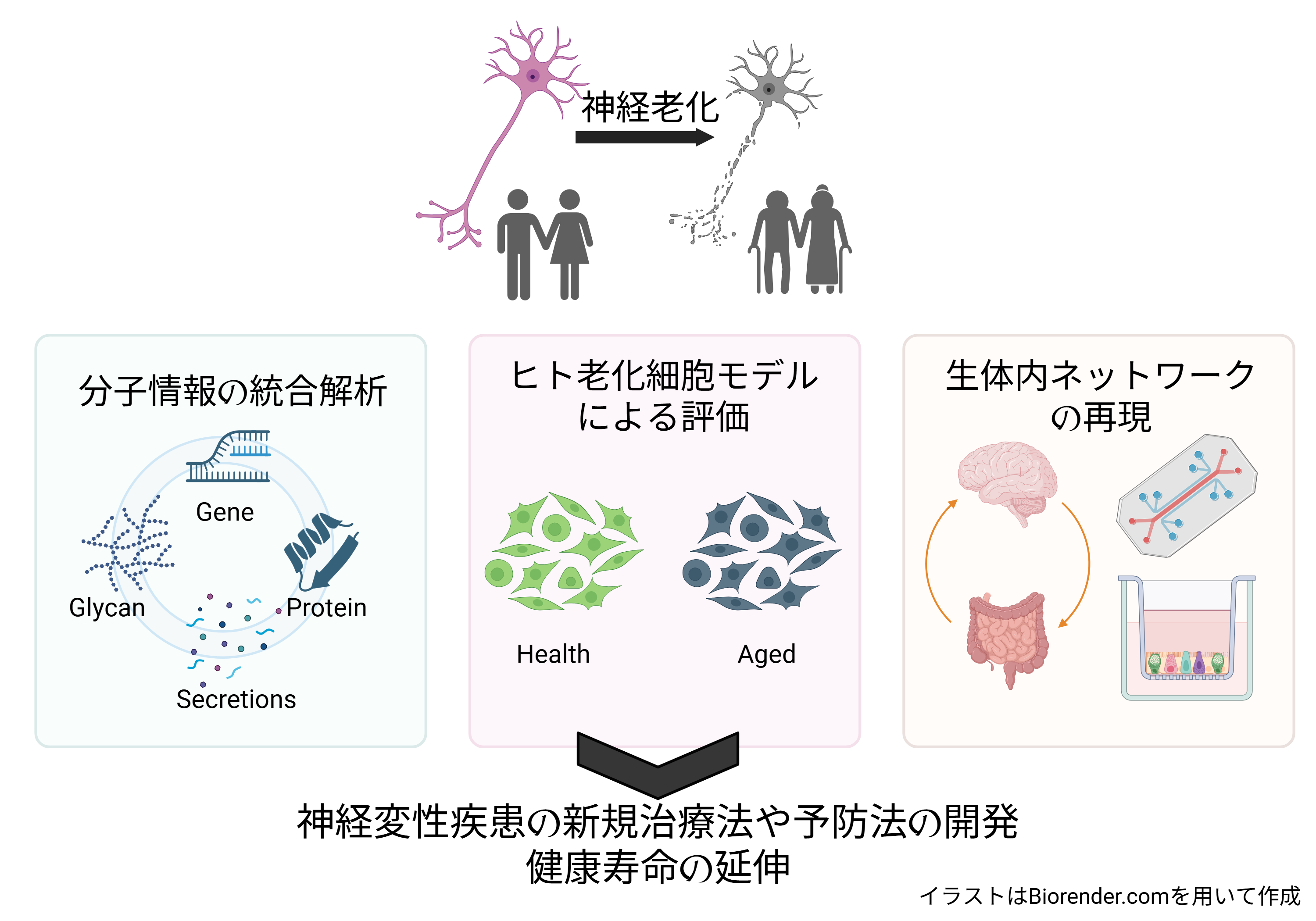 老化を分子レベルで捉え、制御につなげる基盤技術の図