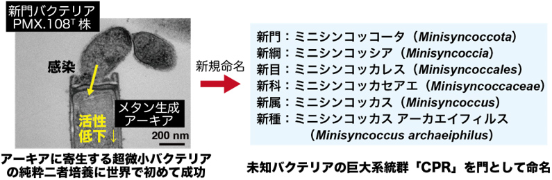 メタン生成アーキアに寄生するバクテリア－未知バクテリアの巨大系統群「CPR」に属する超微小バクテリアの培養に成功－の図