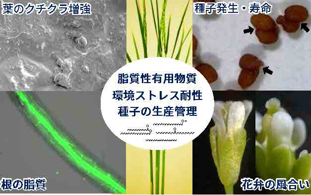 研究紹介図