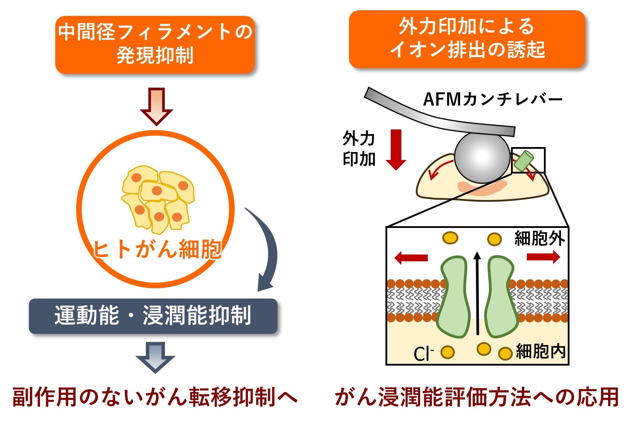 研究紹介図