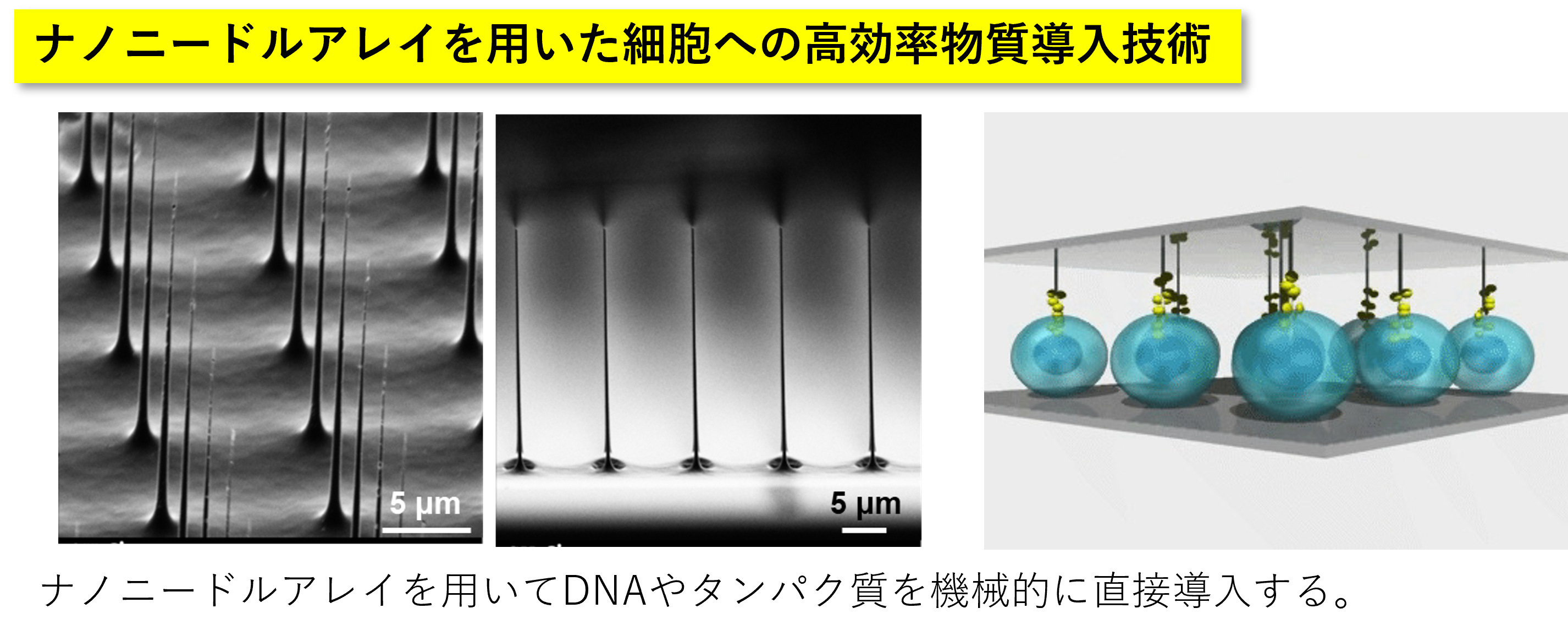 ナノニードルを用いた細胞への物質導入技術の図
