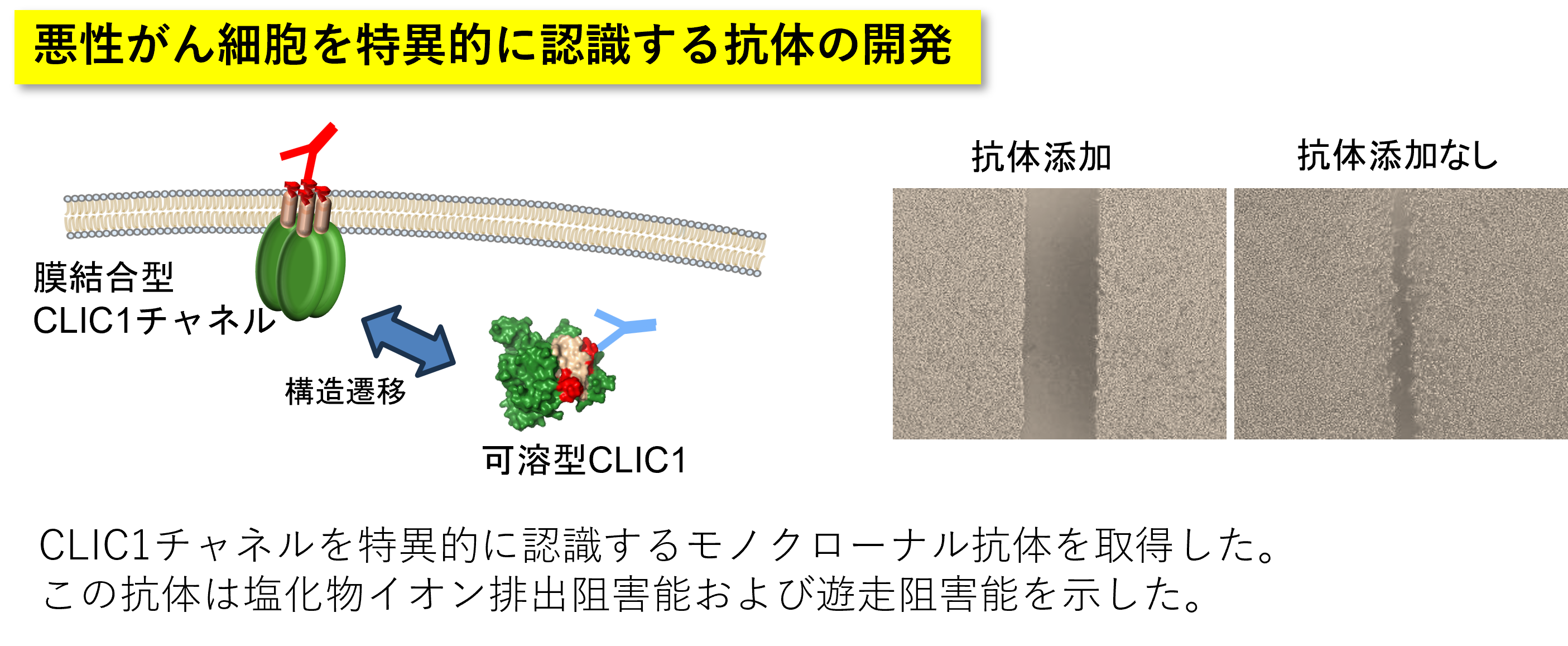 神経膠腫等の悪性がんを標的とした抗体薬開発の図