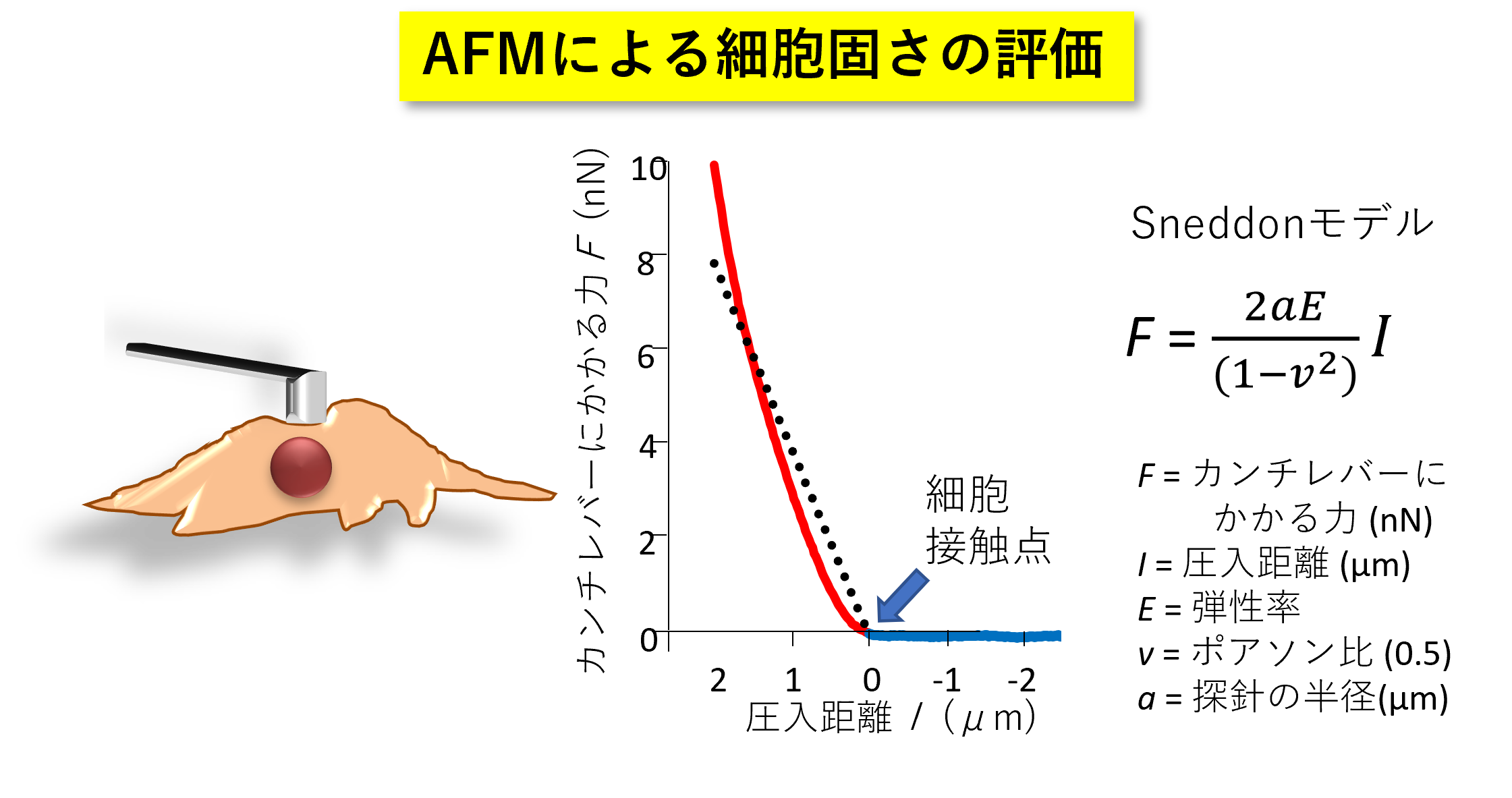 AFMを用いた細胞弾性測定技術の図