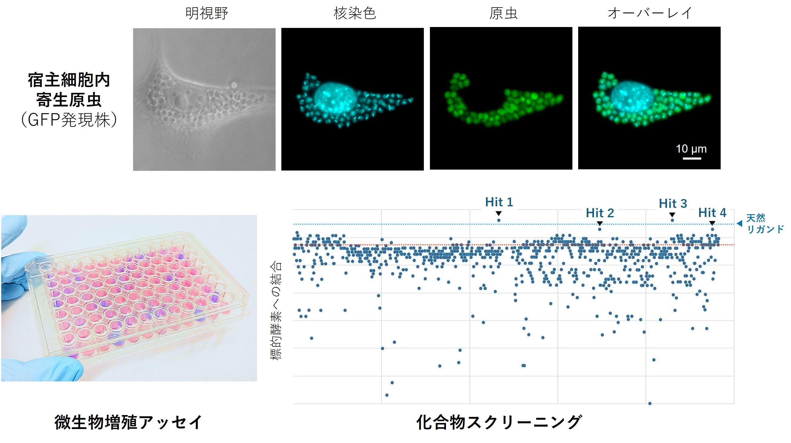 病原性微生物に対する創薬標的の探索ならびに化合物スクリーニングの図